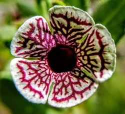 Image of a flower that looks like an eye