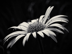 Image of a black and white flower