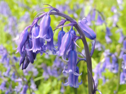 Image of a drooping purple flower